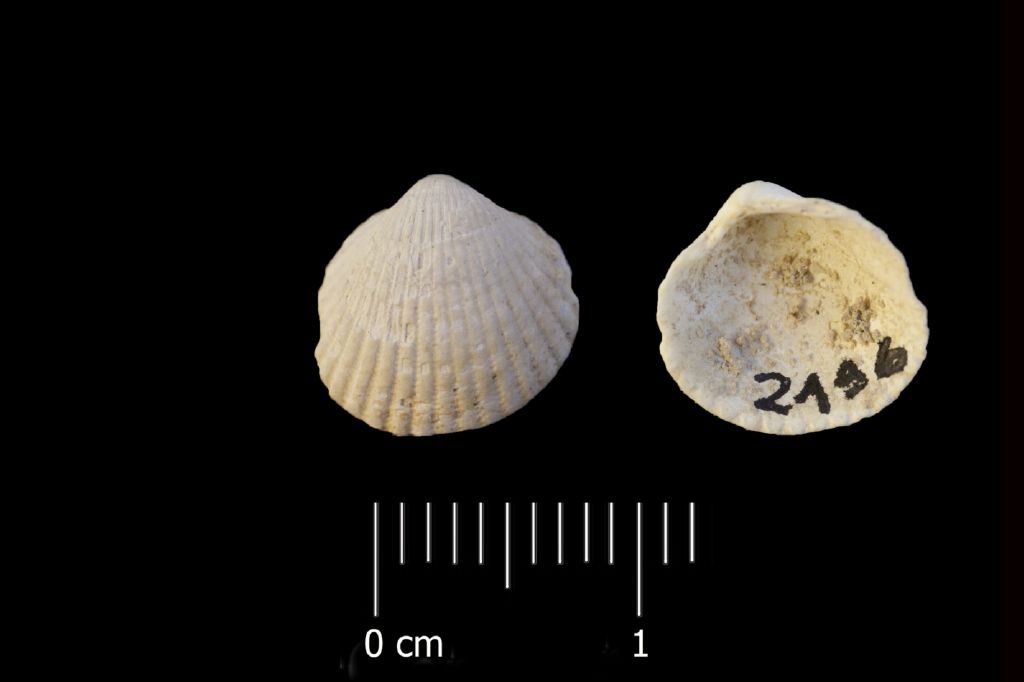 Fossile (invertebrato, esemplare)