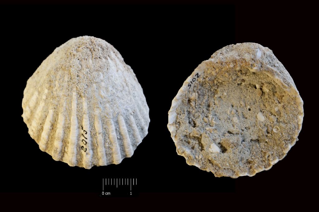 Fossile (invertebrato, esemplare)