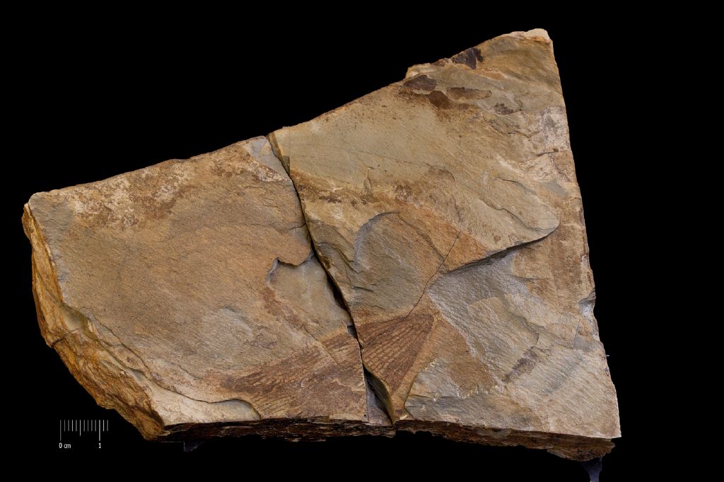 Fossile (invertebrato, associazione fossile)