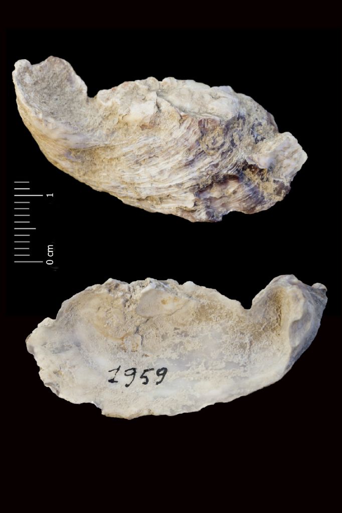 Fossile (invertebrato, esemplare)