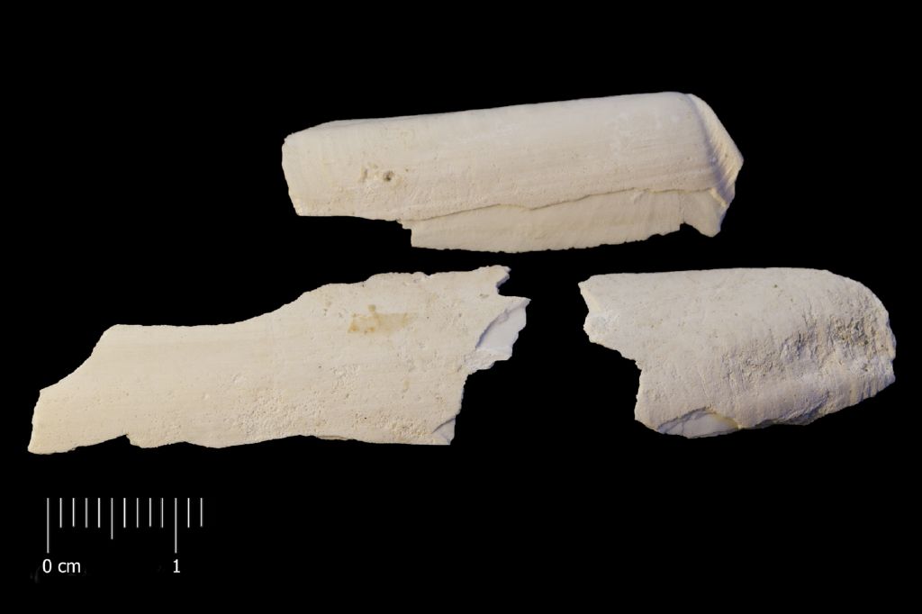 Fossile (invertebrato, esemplare)