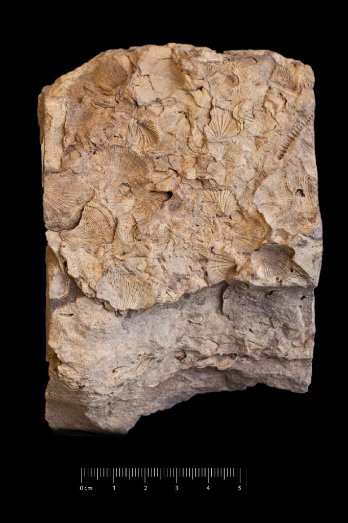 Fossile (invertebrato, esemplare)