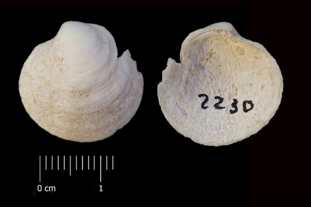 Fossile (invertebrato, esemplare)