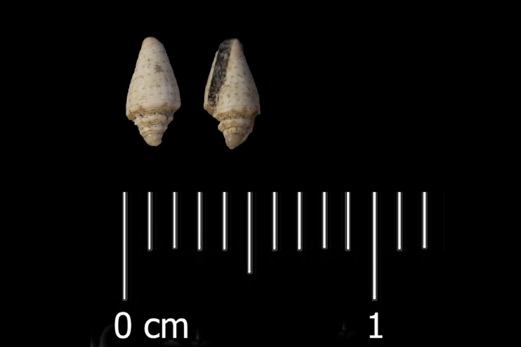 Fossile (invertebrato, esemplare)