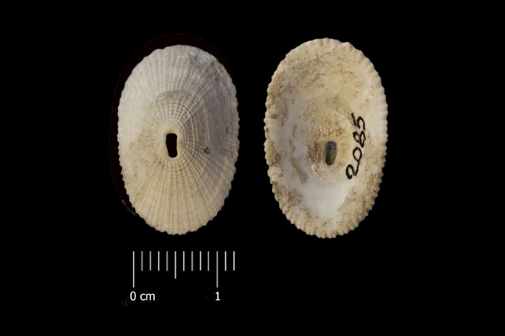 Fossile (invertebrato, esemplare)