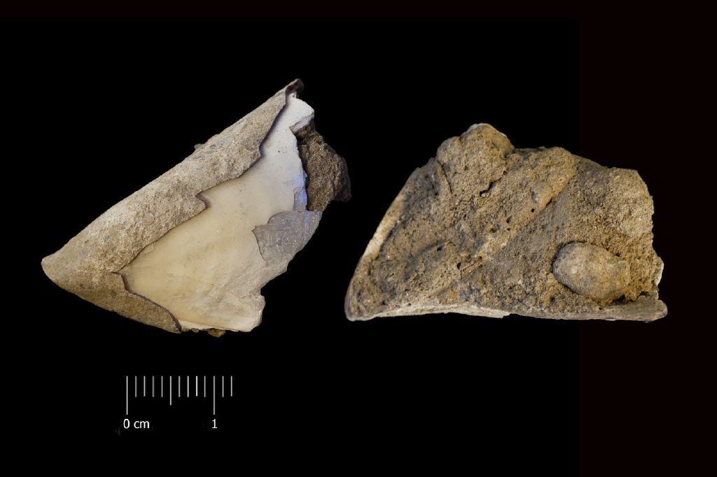 Fossile (invertebrato, esemplare)