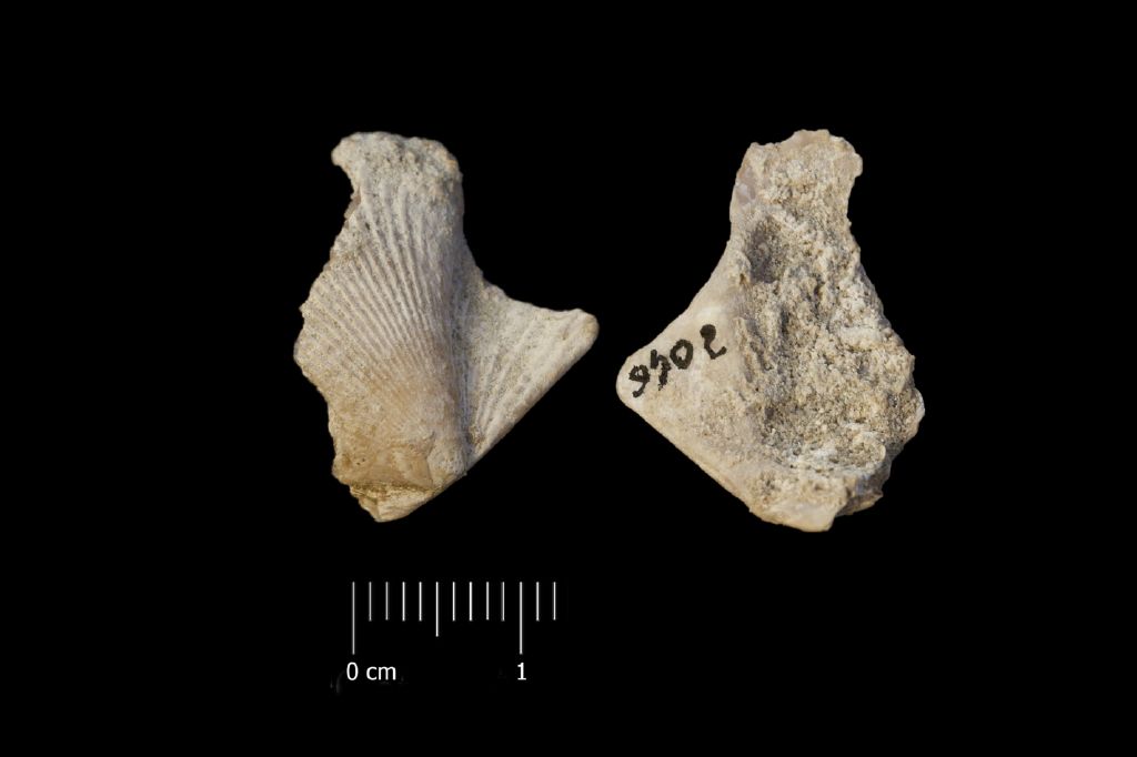 Fossile (invertebrato, esemplare)