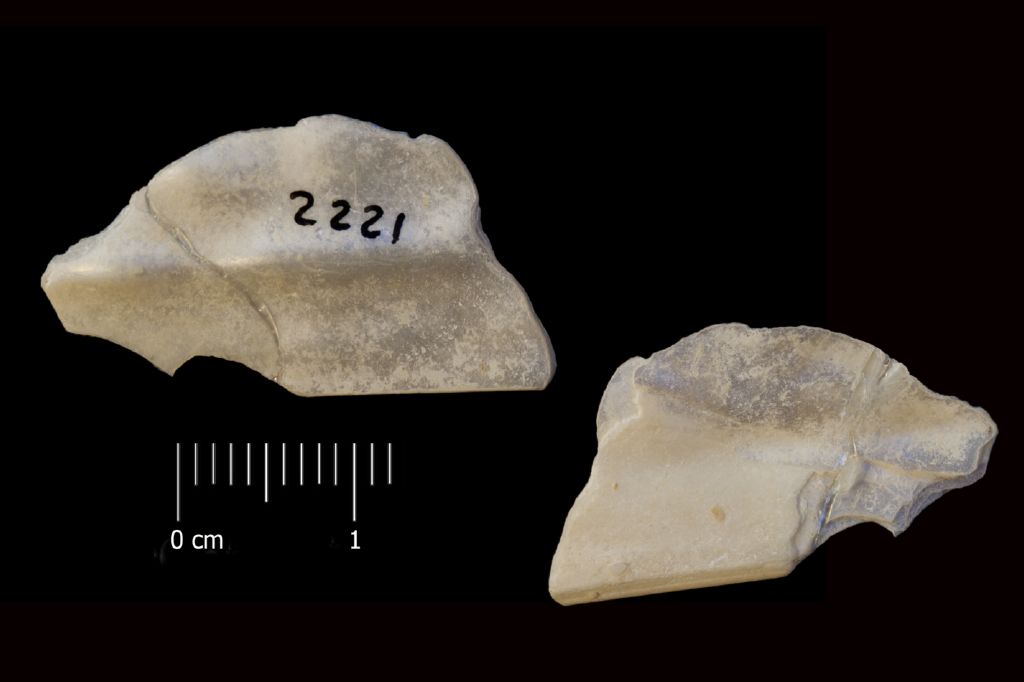 Fossile (invertebrato, esemplare)