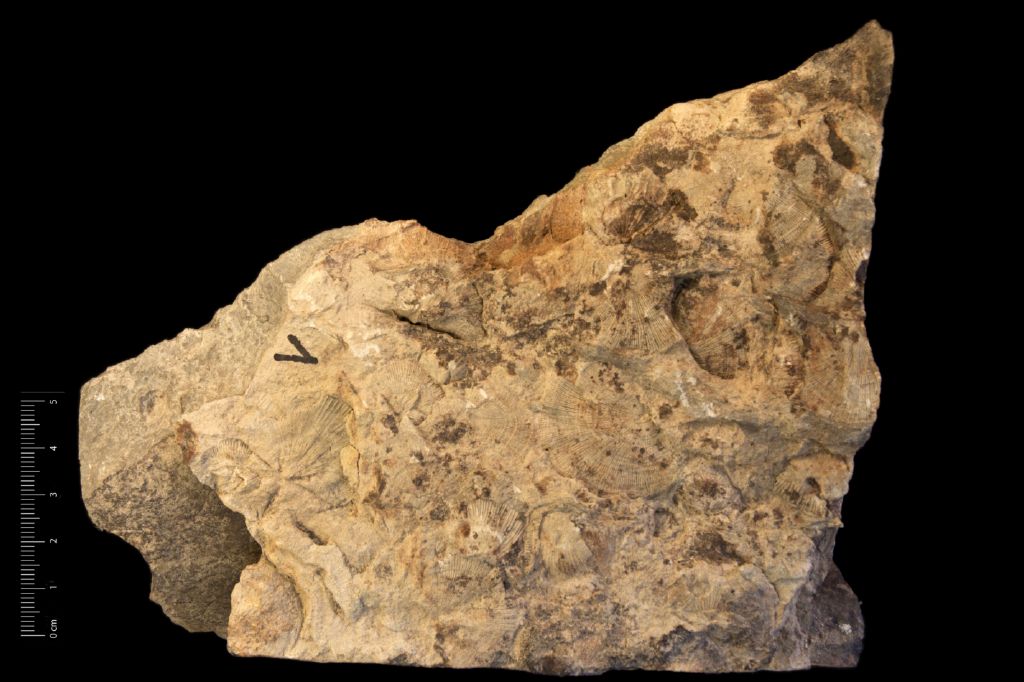Fossile (invertebrato, associazione fossile)