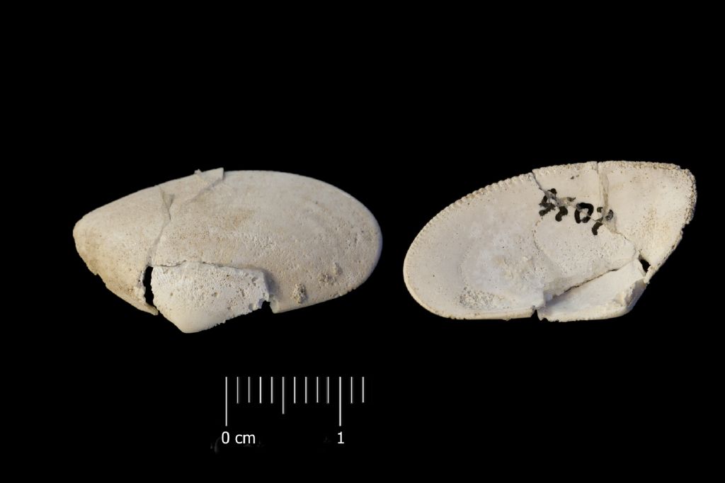 Fossile (invertebrato, esemplare)