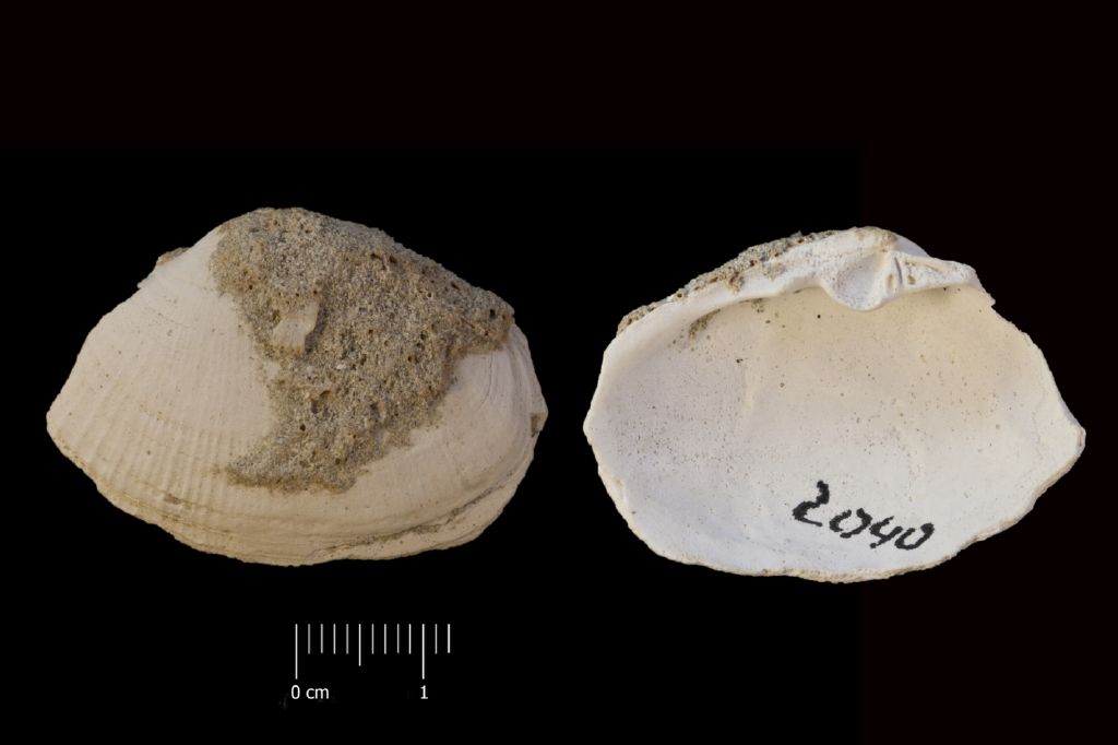Fossile (invertebrato, esemplare)