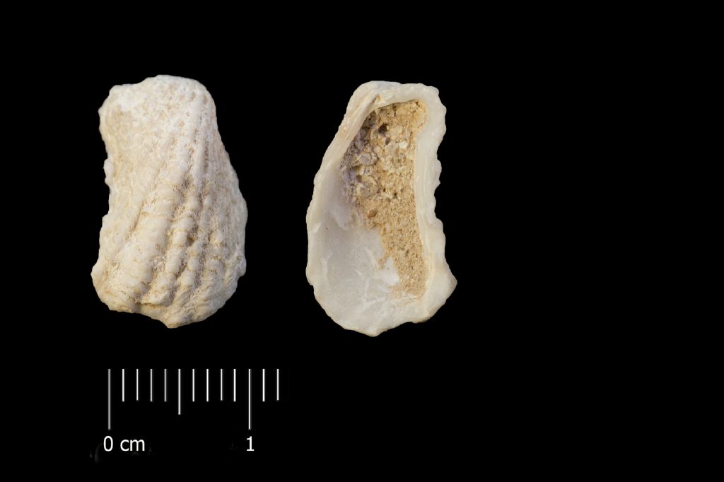 Fossile (invertebrato, esemplare)