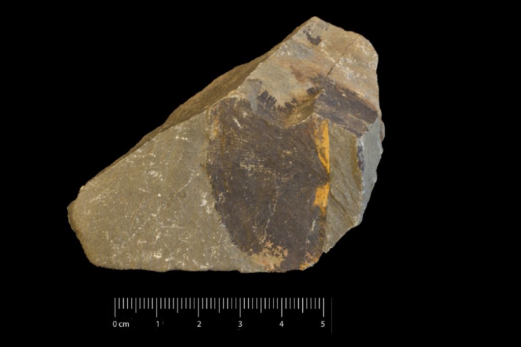 Fossile (invertebrato, esemplare)