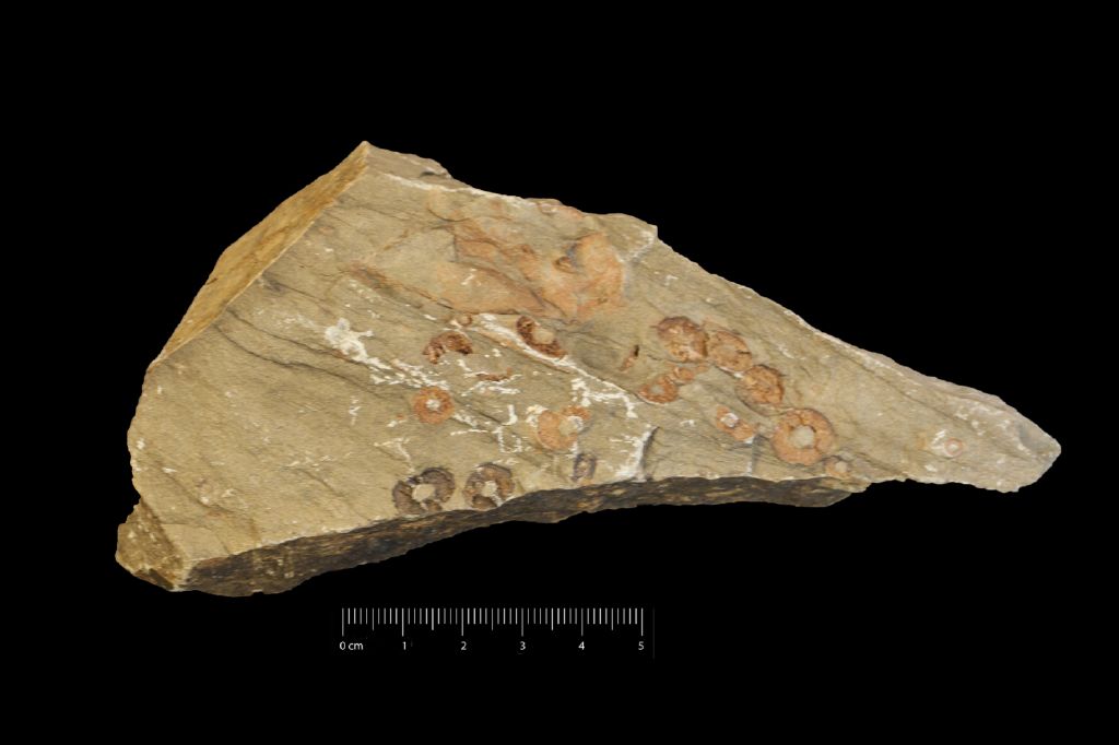 Fossile (invertebrato, crinoide, associazione fossile)