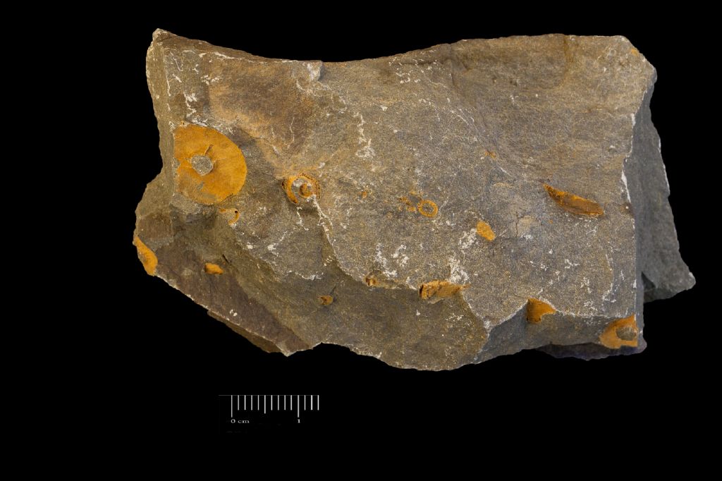 Fossile (invertebrato, associazione fossile)
