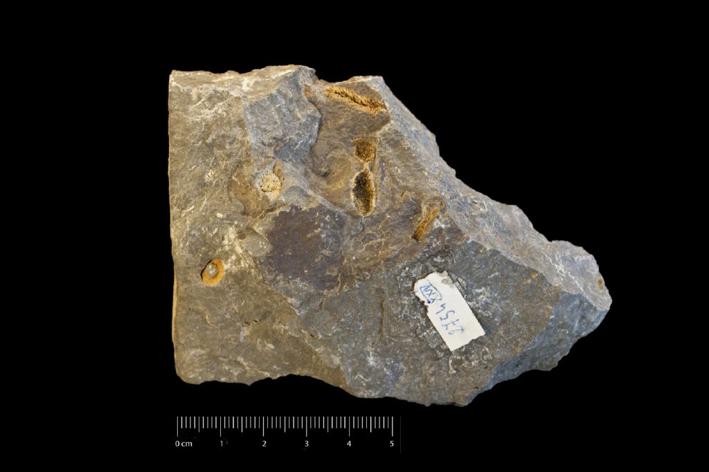 Fossile (invertebrato, associazione fossile)