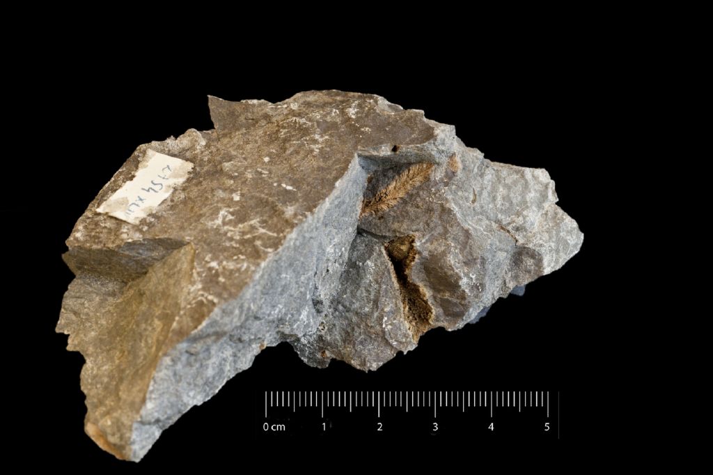 Fossile (invertebrato, associazione fossile)