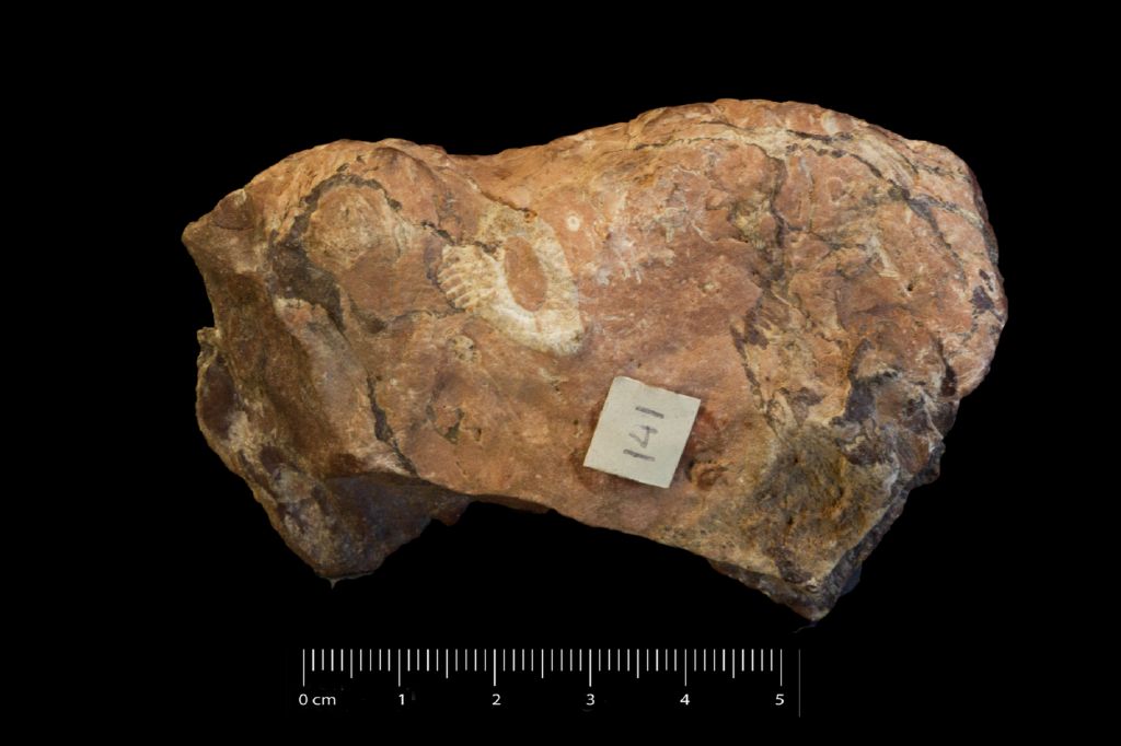 Fossile (invertebrato, esemplare)
