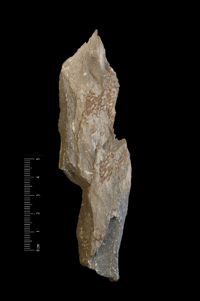 Fossile (invertebrato, associazione fossile)