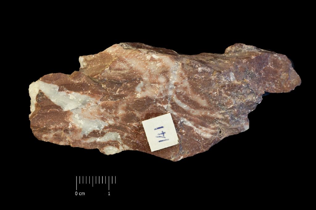 Fossile (invertebrato, associazione fossile)