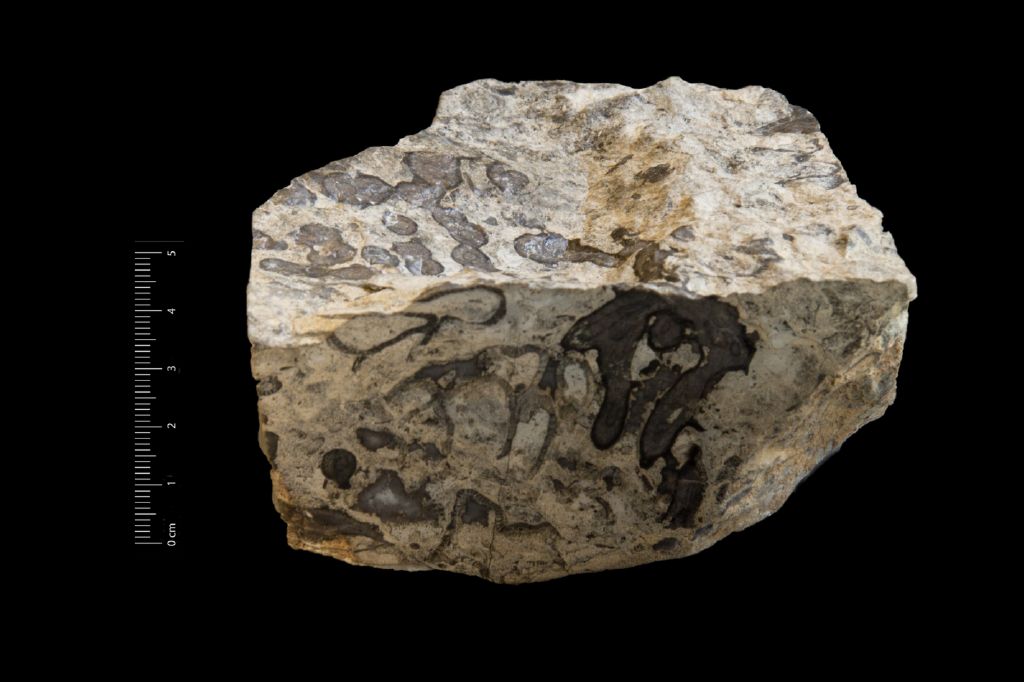 Fossile (invertebrato, associazione fossile)
