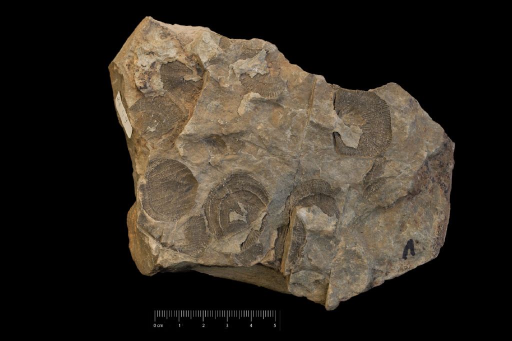 Fossile (invertebrato, associazione fossile)