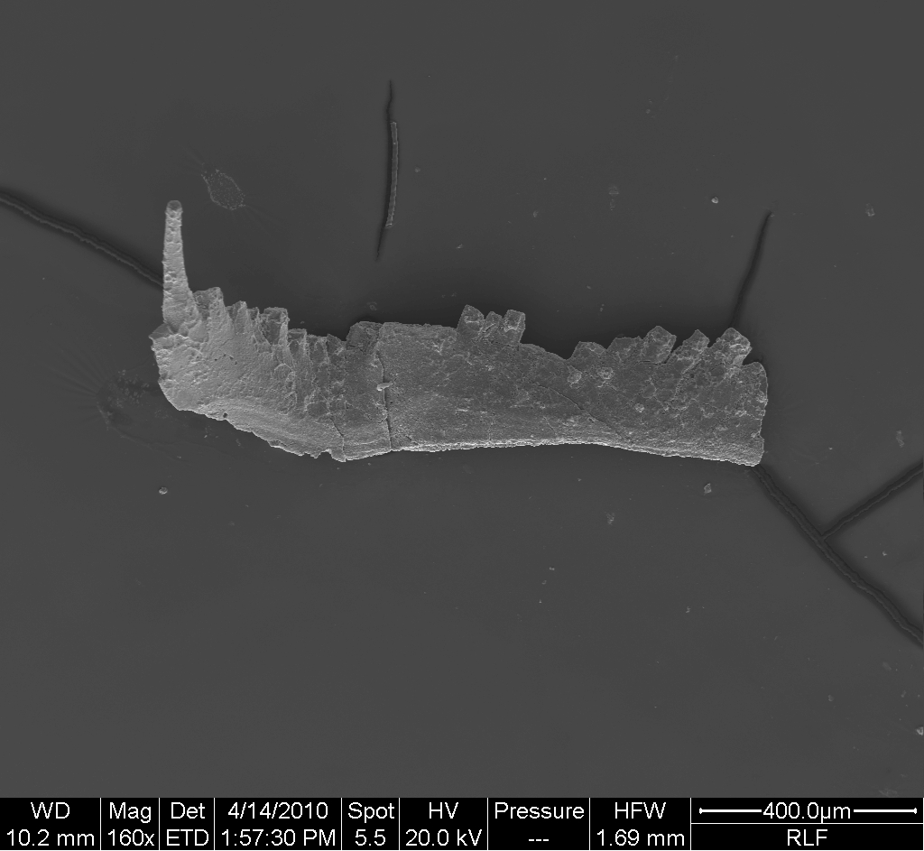 Preparato per microscopio (fossile, esemplare)