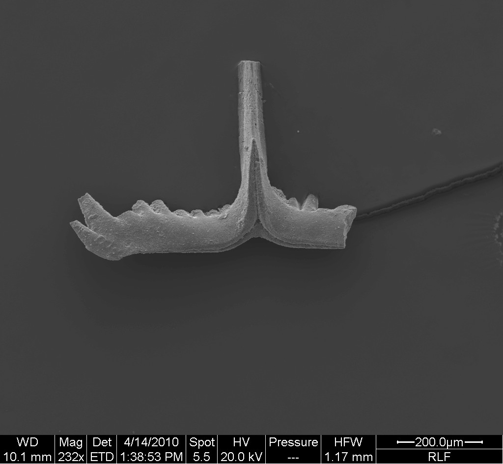 Preparato per microscopio (fossile, esemplare)