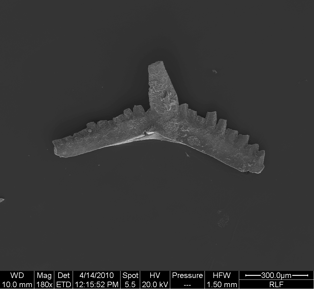 Preparato per microscopio (fossile, esemplare)