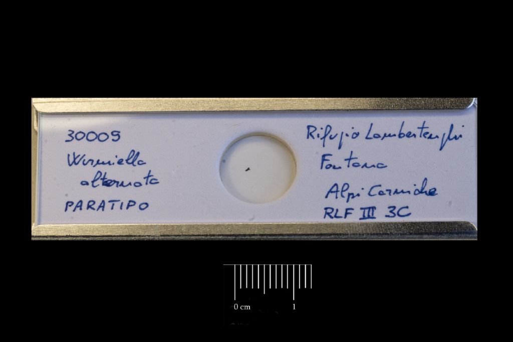 Preparato per microscopio (fossile, esemplare)