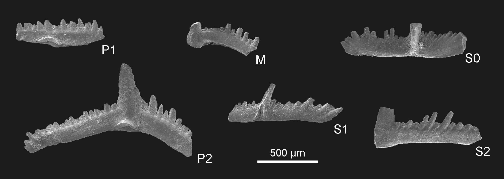 Preparato per microscopio (fossile, associazione fossile)