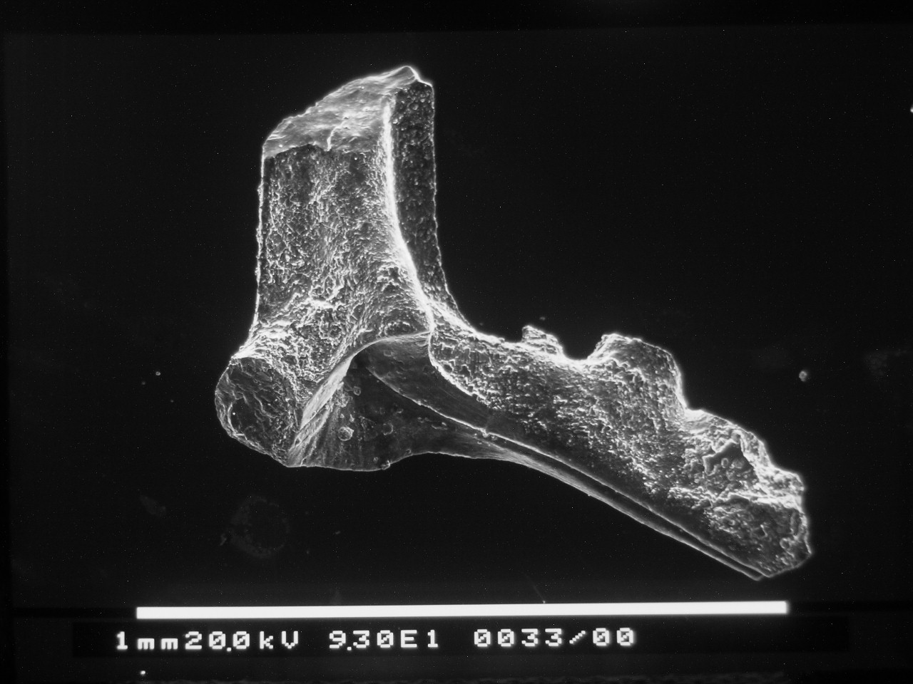 Preparato per microscopio (fossile, esemplare)