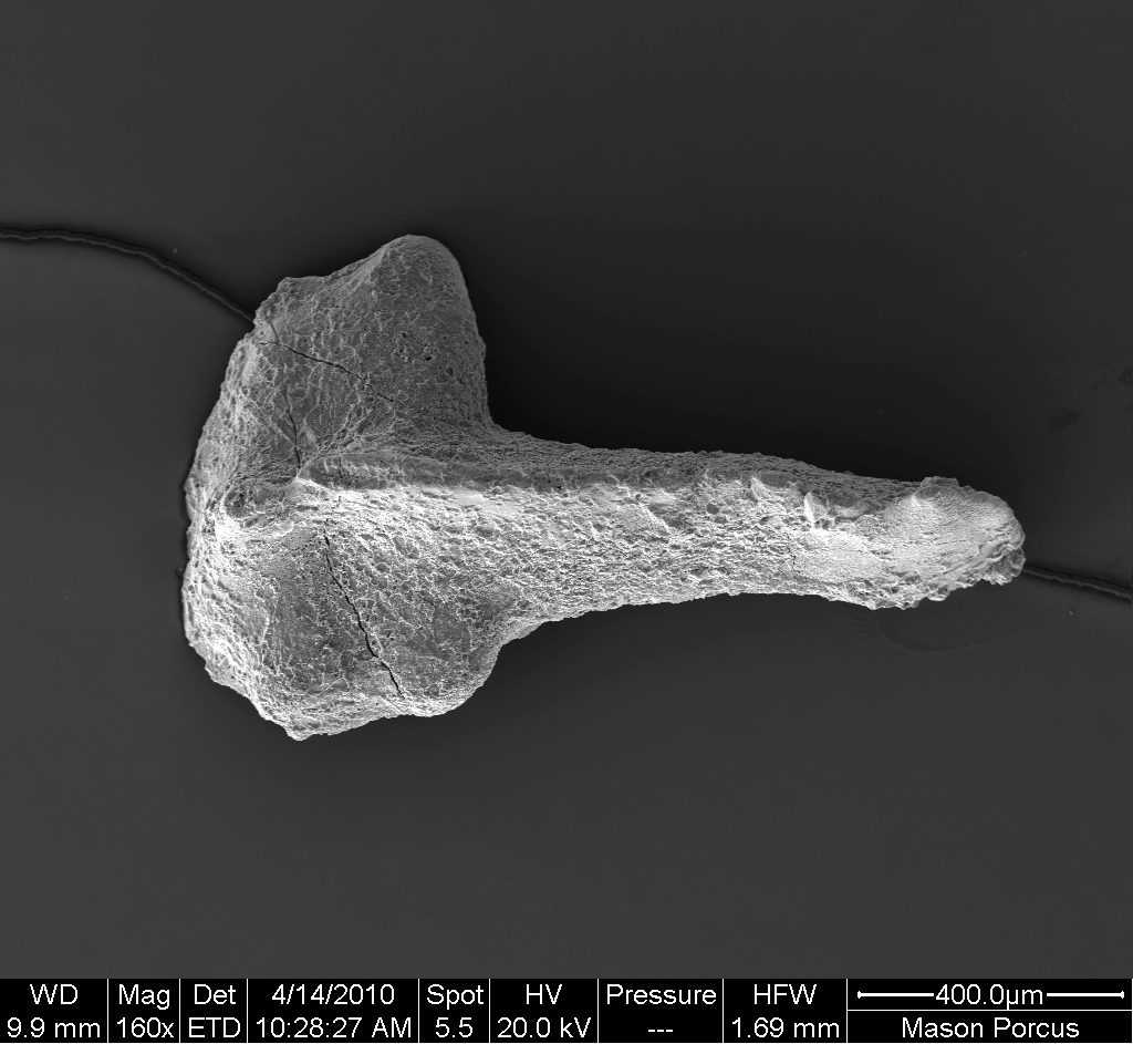 Preparato per microscopio (fossile, esemplare)