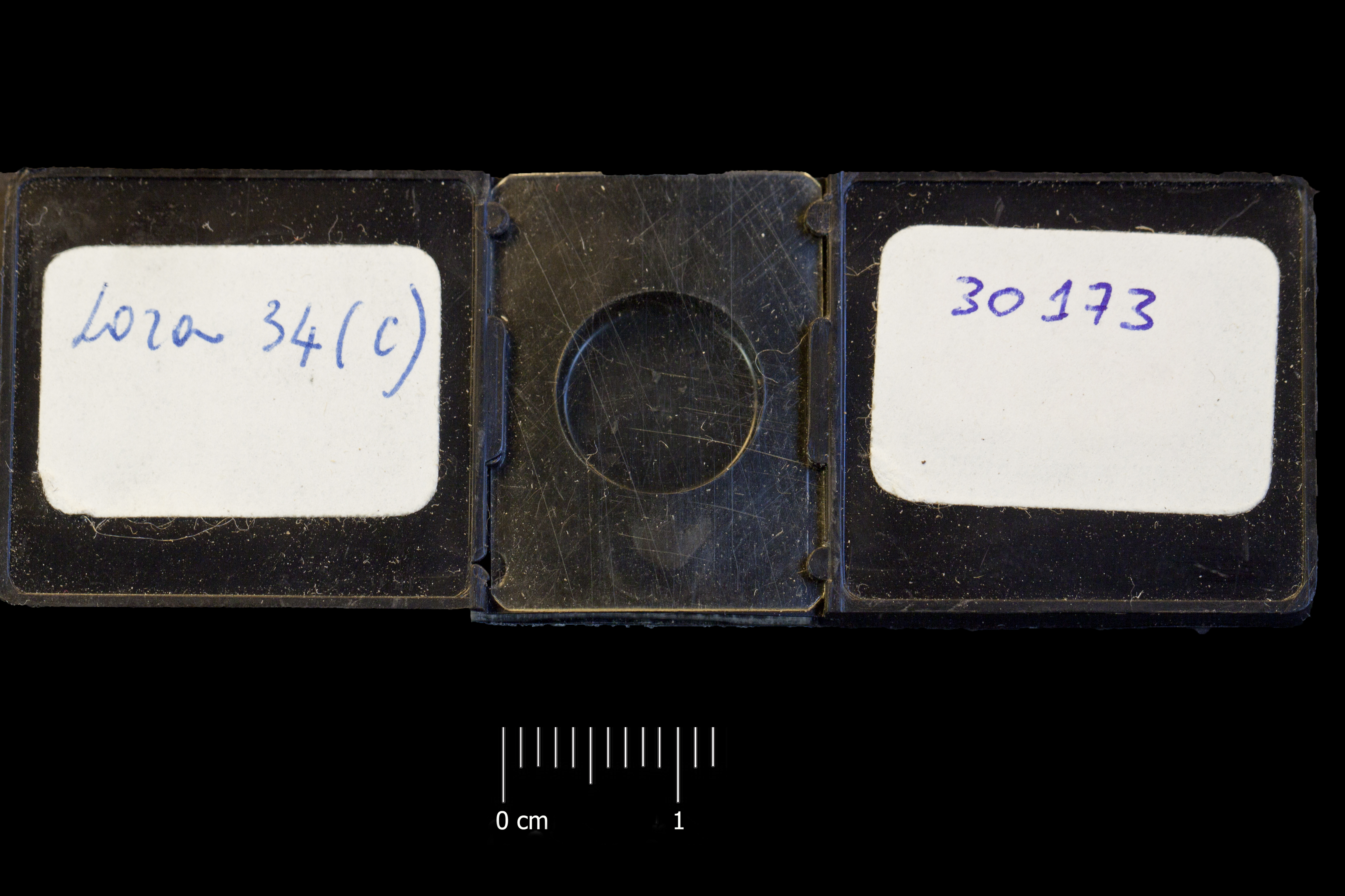 Preparato per microscopio (fossile, associazione fossile)