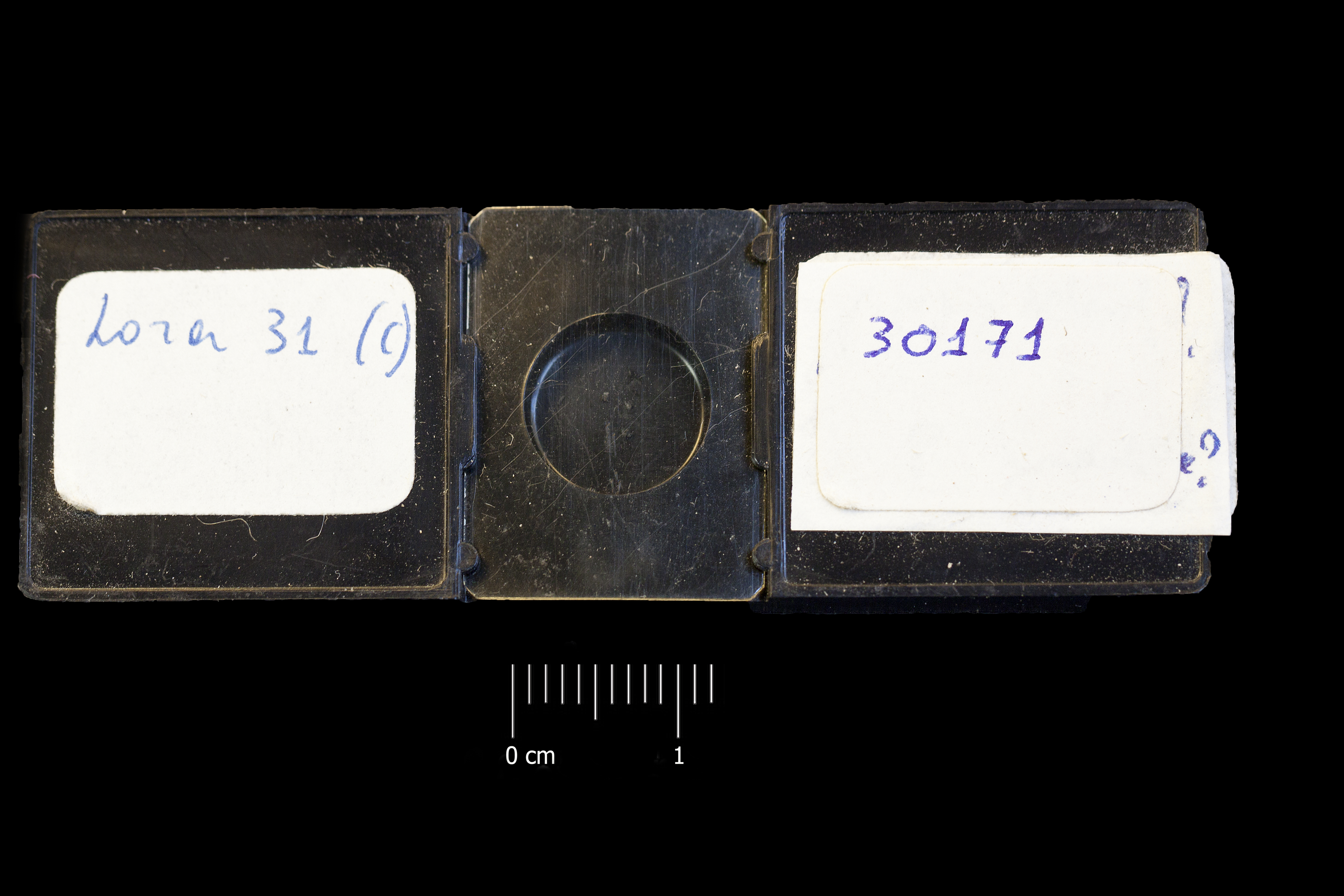 Preparato per microscopio (fossille, associazione fossile)