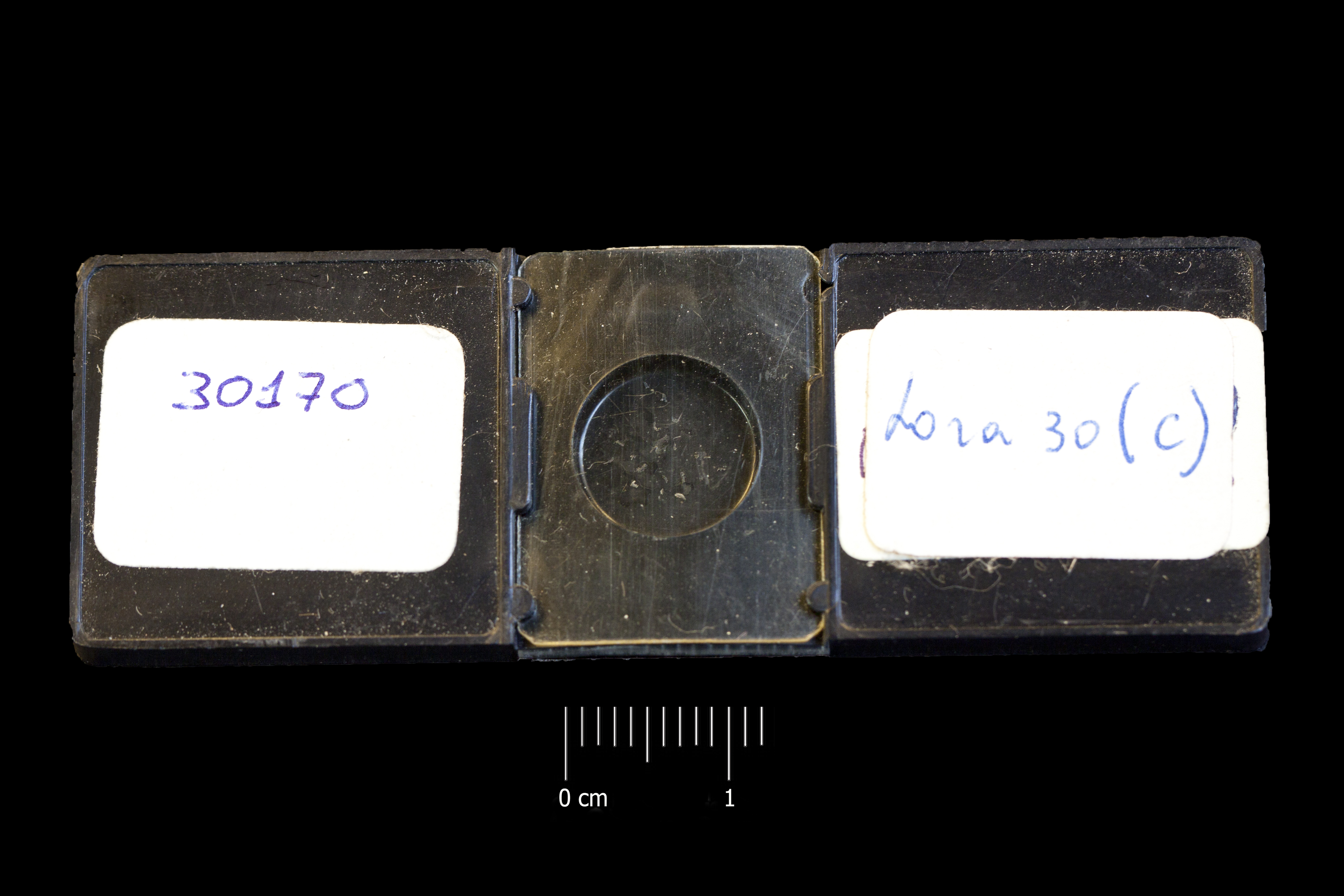 Preparato per microscopio (fossile, associazione fossile)