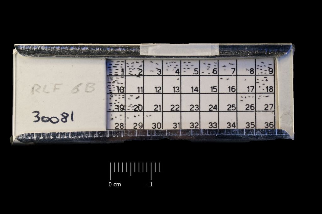 Preparato per microscopio (fossile, associazione fossile)
