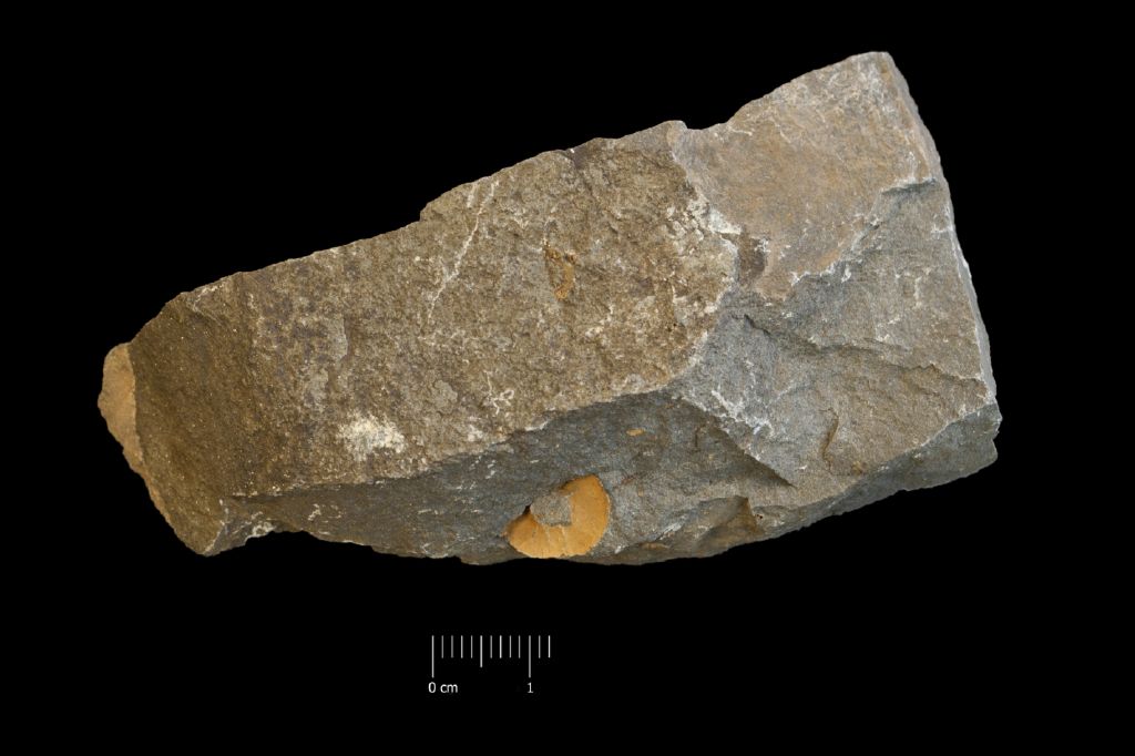 Fossile (invertebrato, esemplare)