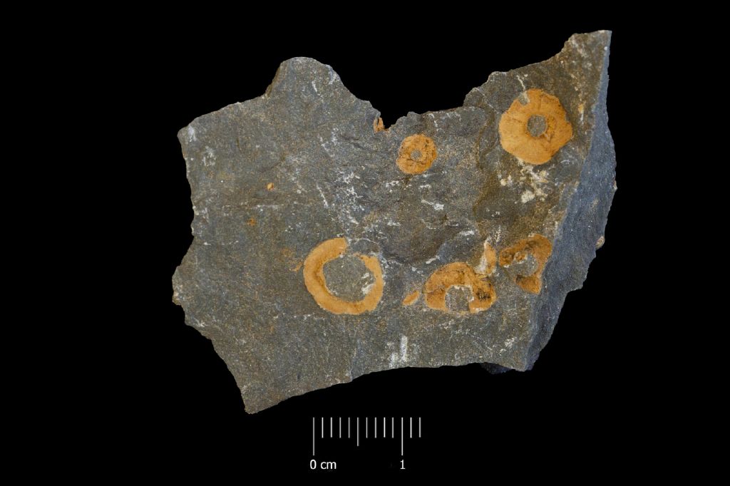 Fossile (invertebrato, serie)