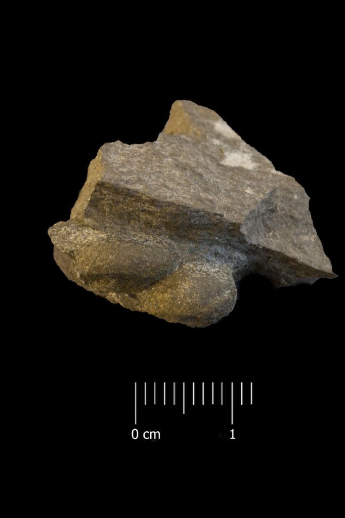Fossile (invertebrato, esemplare)