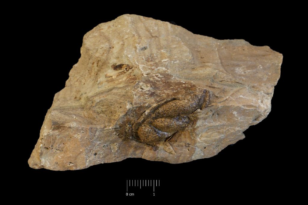 Fossile (invertebrato, esemplare)
