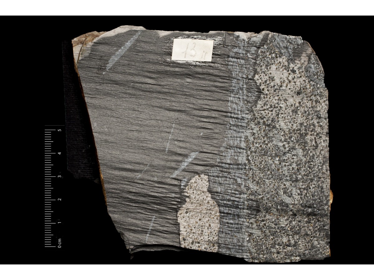 Fossile (invertebrato, associazione fossile)