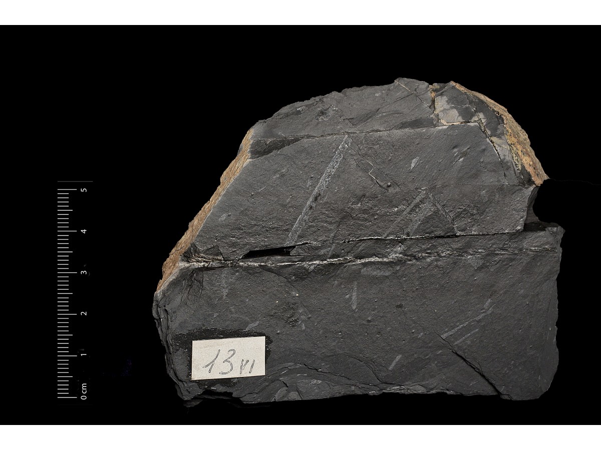 Fossile (invertebrato, associazione fossile)
