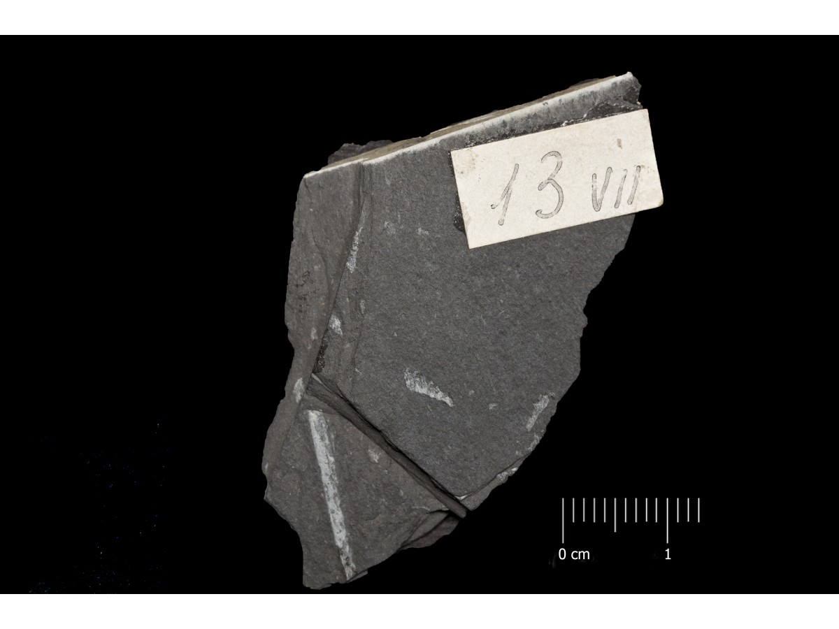 Fossile (invertebrato, associazione fossile)