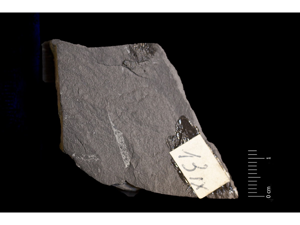 Fossile (invertebrato, associazione fossile)