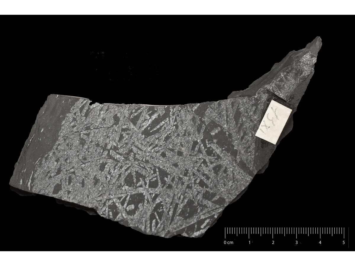 Fossile (invertebrato, associazione fossile)