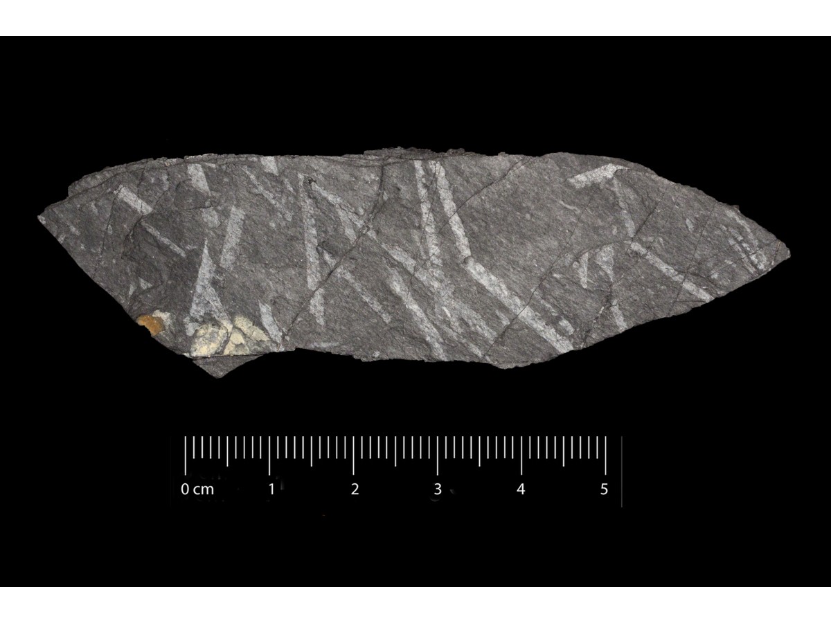 Fossile (invertebrato, associazione fossile)
