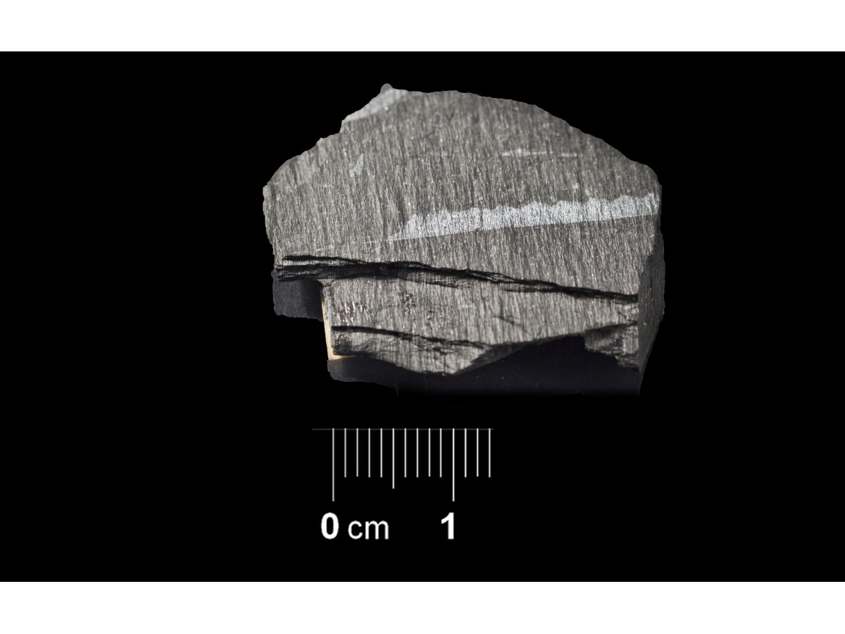 Fossile (invertebrato, associazione fossile)