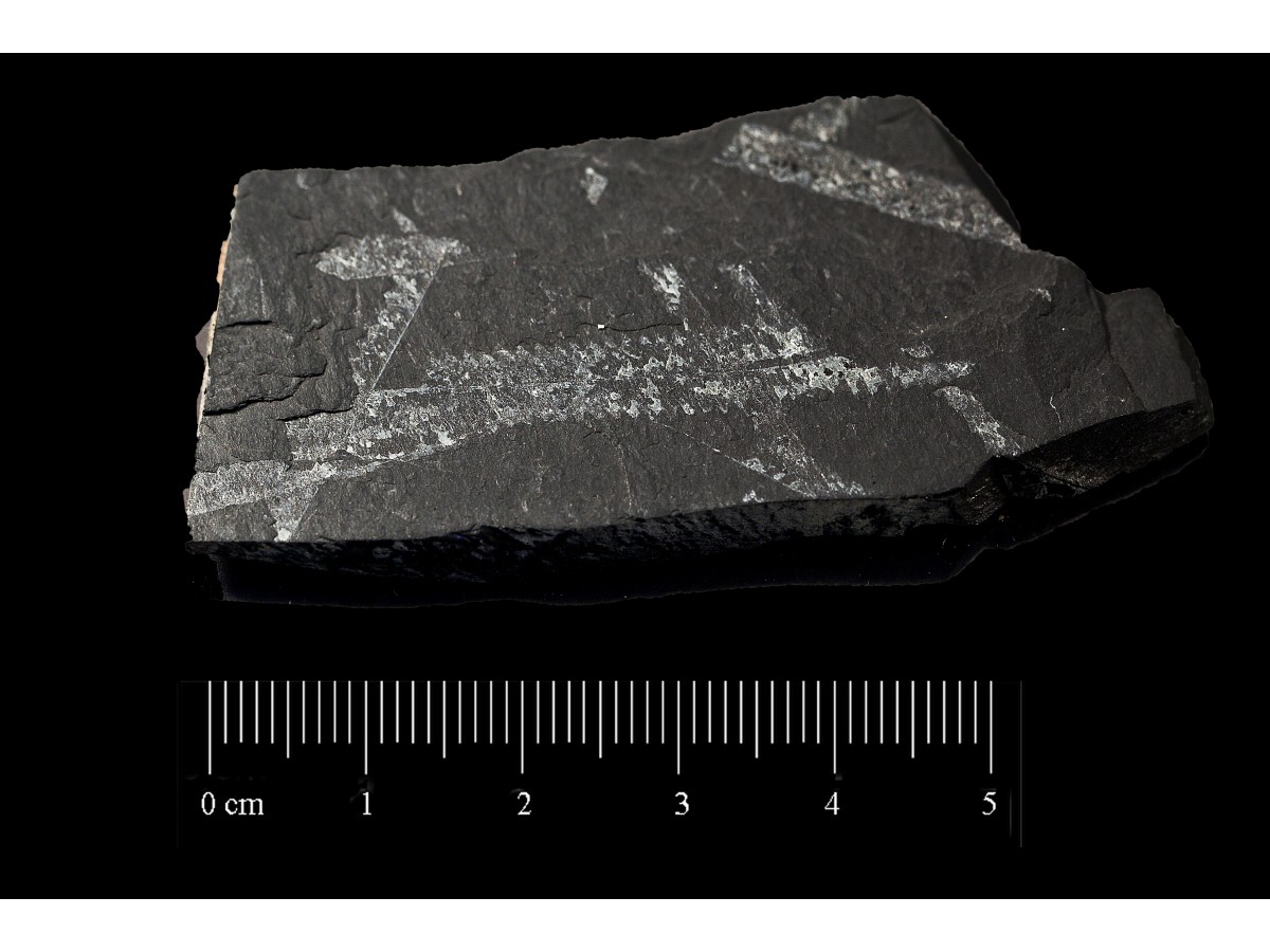 Fossile (invertebrato, associazione fossile)