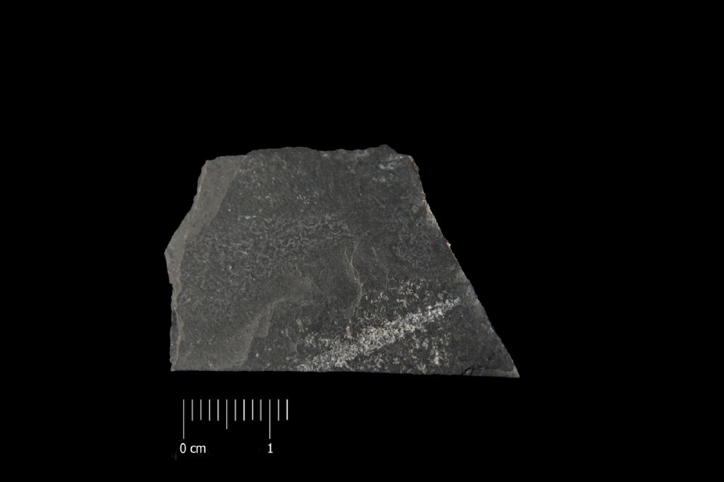 Fossile (invertebrato, associazione fossile)